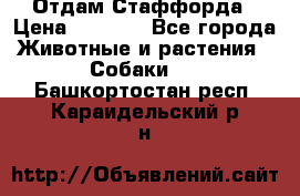 Отдам Стаффорда › Цена ­ 2 000 - Все города Животные и растения » Собаки   . Башкортостан респ.,Караидельский р-н